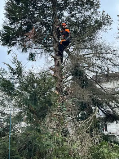 Entreprise Delhaye - Elagage et Abattage d'Arbres