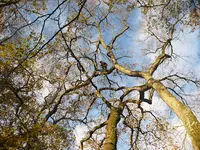 A la Cime de l'Arbre
