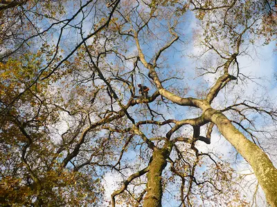 A la Cime de l'Arbre