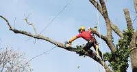 Habitat Clean Elagage