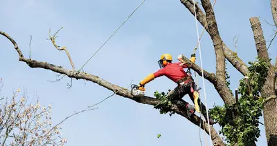 Habitat Clean Elagage