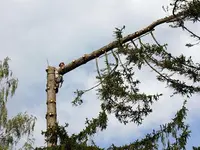 Ls Elag | Élagage et Abattage d'Arbres - Rennes