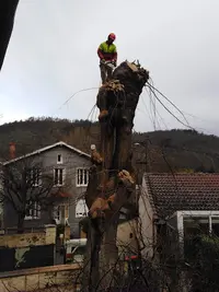 Arbre-o-net