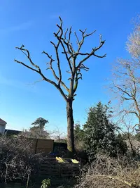 El Élagage Rezé Paysagiste 44 Jardinier Élagueur Taille de Haie