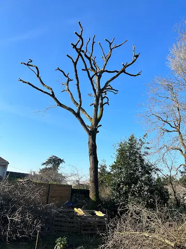 El Élagage Rezé Paysagiste 44 Jardinier Élagueur Taille de Haie