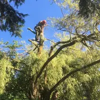 Vert Expert