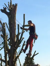 Jeff Élagage