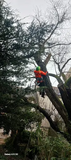 Beaumann Élagage Père et Fils Élaguer Paysagiste Abattage Pose de Rouleau et Synthétique Dessouchage Tonte Plantation