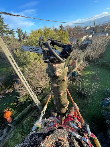 Mdarbo – Arboriste Grimpeur Élagueur À Romans-sur-isère