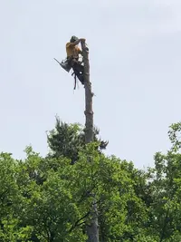 Cordes et Arbres