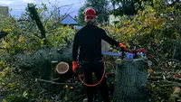 Ent Jean Élagage Espace Vert Élagage Abattage D’arbre Dangereux