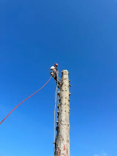 Arbomax Arboriste-grimpeur Élagueur Paysagiste