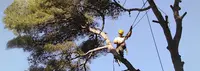 Arbres d'Oc