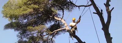 Arbres d'Oc