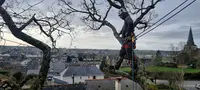 Arbolag