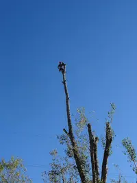 Au Fil de l'Arbre