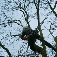 Arbor Élagage - À Lille et Sa Métropole