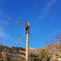 Mrl Élagage