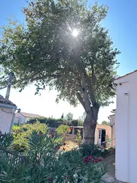 Allo Elagueur