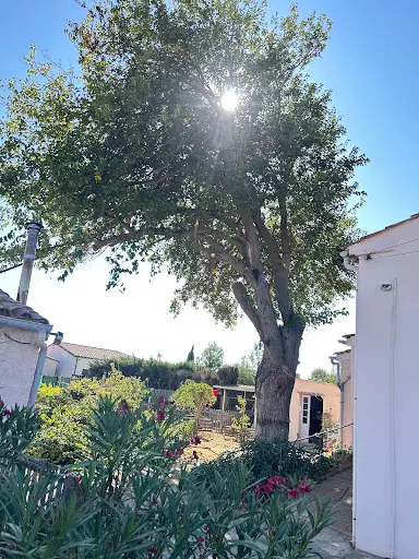 Allo Elagueur