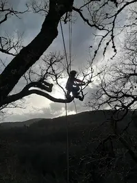 Arbre Y Saut