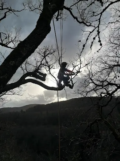 Arbre Y Saut