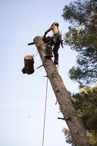 Rabatel Élagage