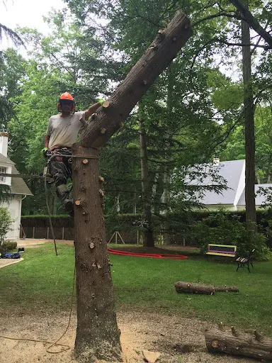 Jémond Arbre