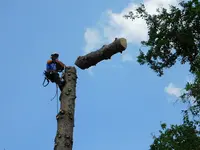Élagage Bertrand Pineau
