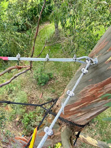 Arbor É Tom