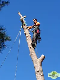 Pierrick Corge Jardinier et Élagueur (arboriste-grimpeur)