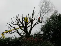 Arbres et Co 40