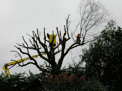Arbres et Co 40