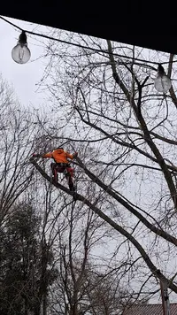 Tauma Grimpeur d'Arbres