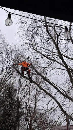 Tauma Grimpeur d'Arbres