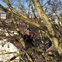 Vesoul Élagage - Entreprise d'Élagage et Abattage d'Arbres
