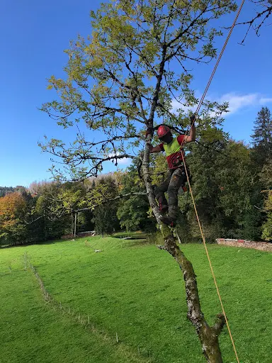 Grimpr Haut Élagage