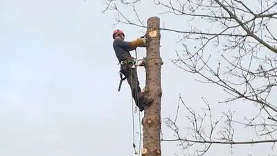 Saumur Élagage, Taille de Haie