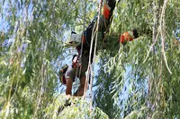 Lavoisier Elagage: Entreprise d'Élagage et Abattage d'Arbres