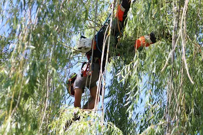 Lavoisier Elagage: Entreprise d'Élagage et Abattage d'Arbres