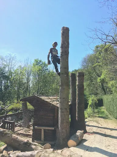Guigonnat Elagage