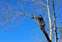 Élagueur Hd Entreprise D’élagage D’abattage D’arbres Entretien Espace Vert Senlis et Alentours
