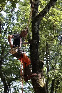 One To Trees