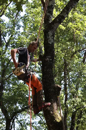 One To Trees