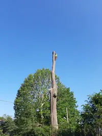 d'Arbres en Arbres