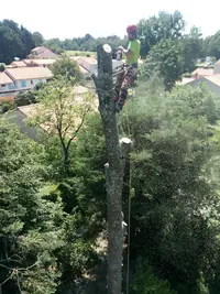 Elagage du Moulin