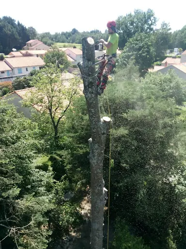 Elagage du Moulin