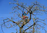 Arboressens