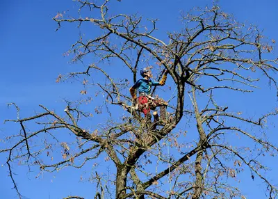 Arboressens