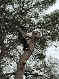 Au Gré des Arbres